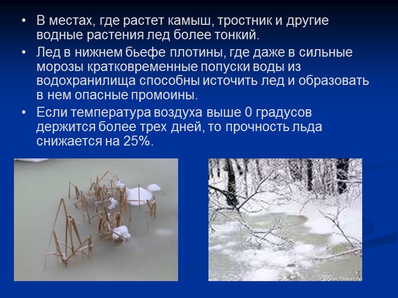 В местах, где растет камыш, тростник и другие водные растения лед более тонкий. 